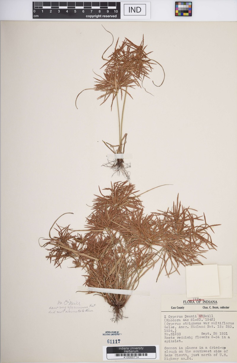 Flatsedge photo 4