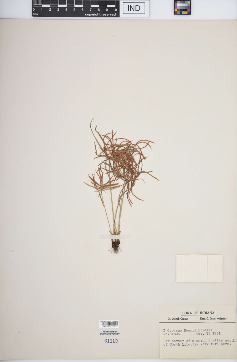 Flatsedge photo 6