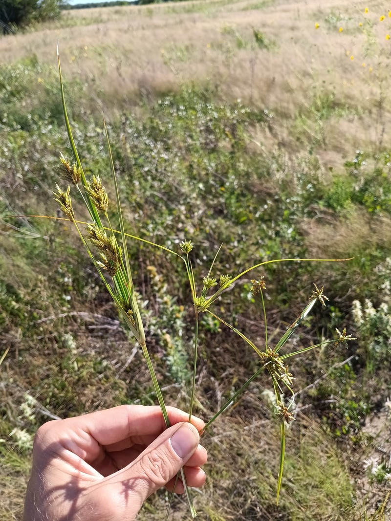Cyperus × mesochorus photo 2