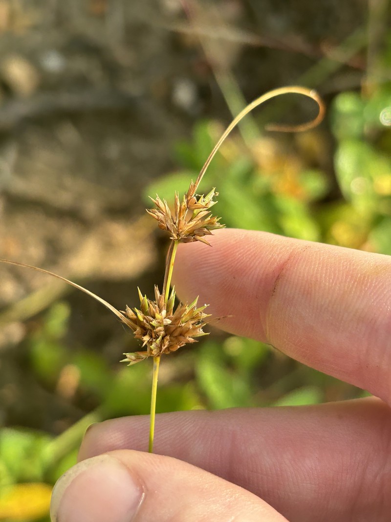 Cyperus × mesochorus photo 3
