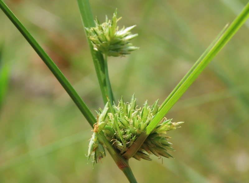 Cyperus × mesochorus photo 4