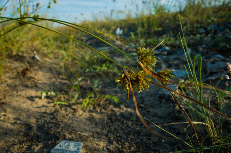 Cyperus × mesochorus photo 5