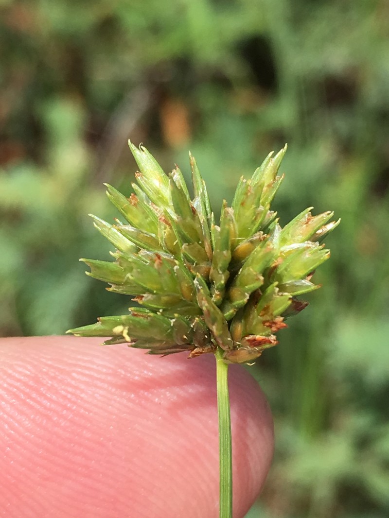 Cyperus × mesochorus photo 6
