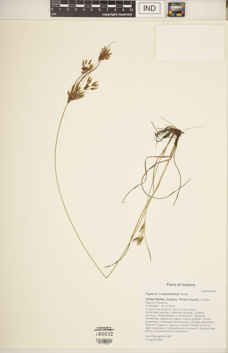 Cyperus × mesochorus photo 7