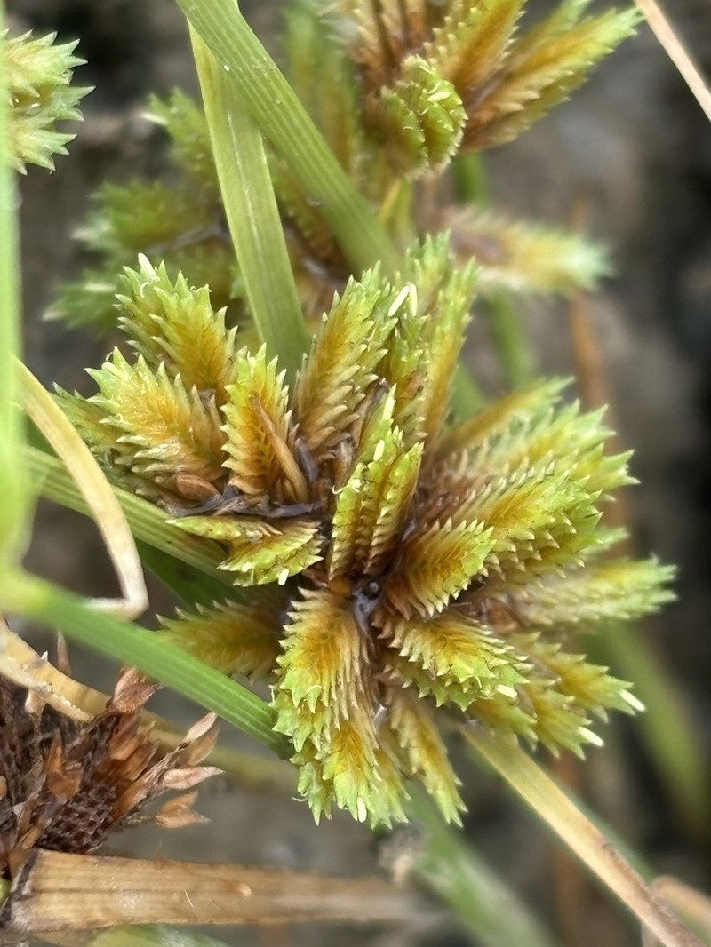 Tapertip Flatsedge