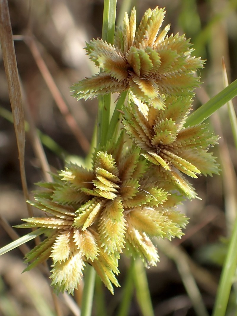 Tapertip Flatsedge photo 2