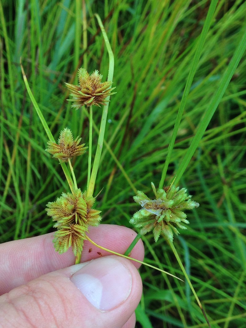 Tapertip Flatsedge photo 3