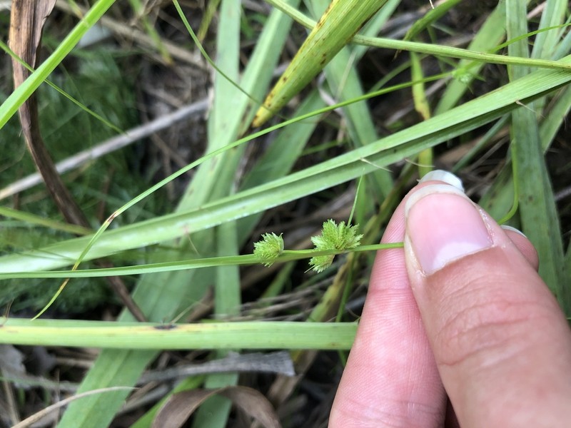 Tapertip Flatsedge photo 4