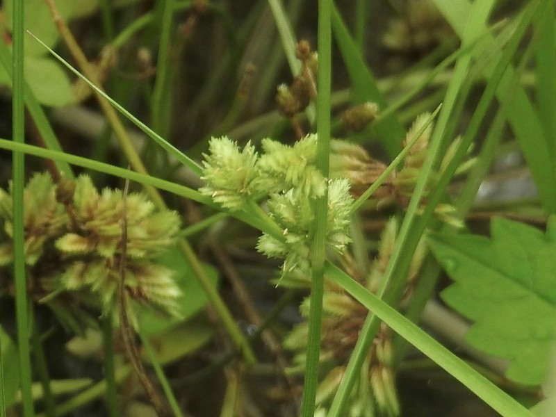Tapertip Flatsedge photo 5