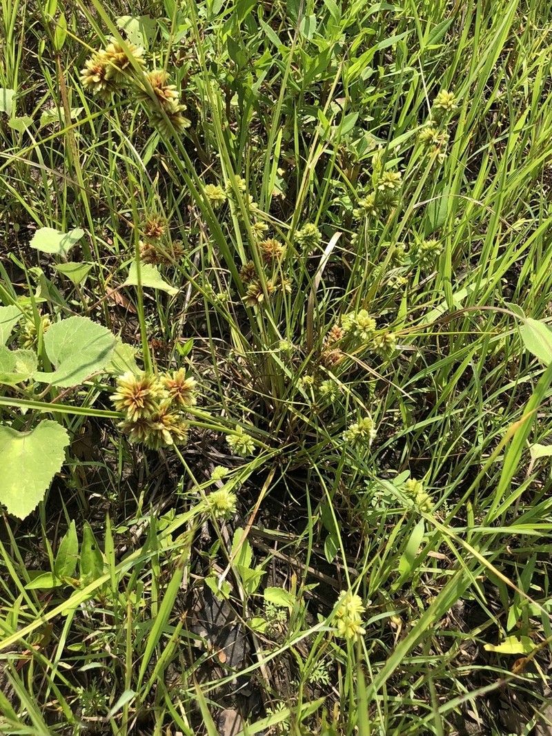 Tapertip Flatsedge photo 6