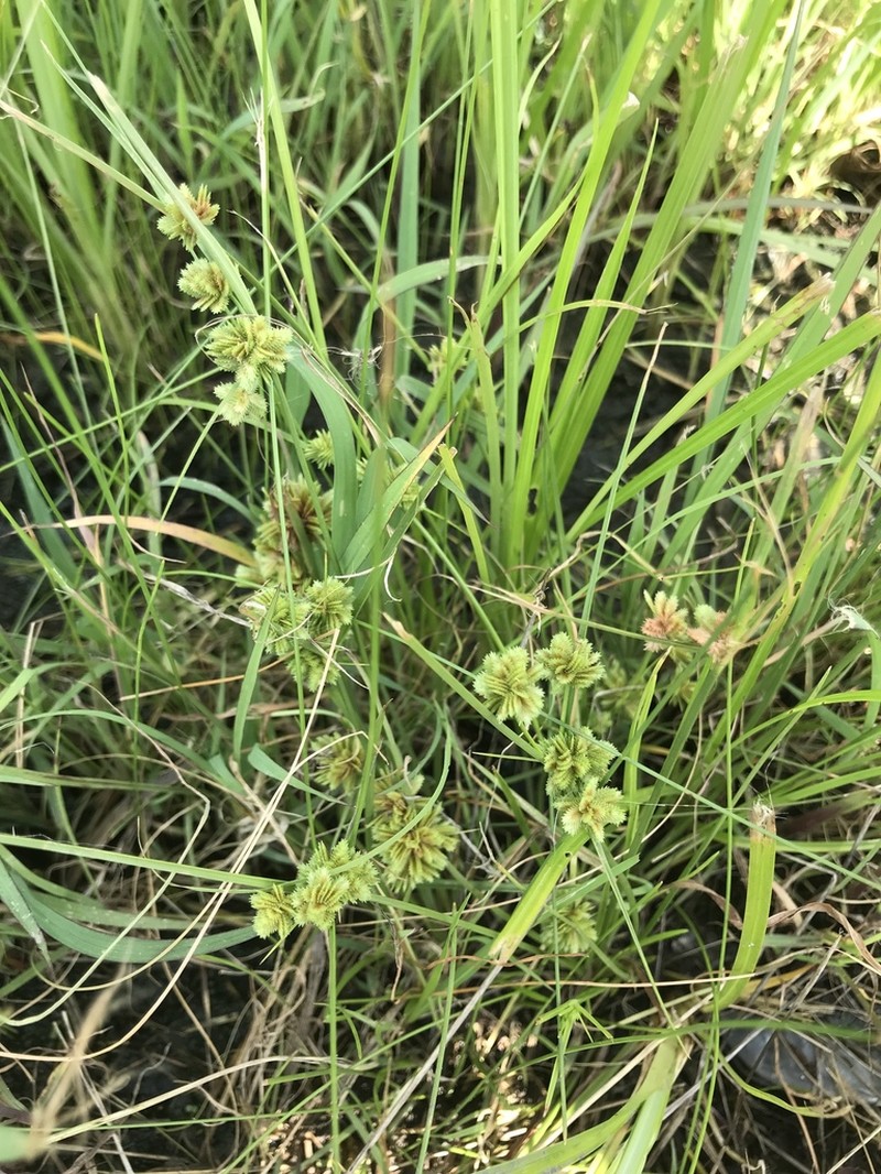 Tapertip Flatsedge photo 7
