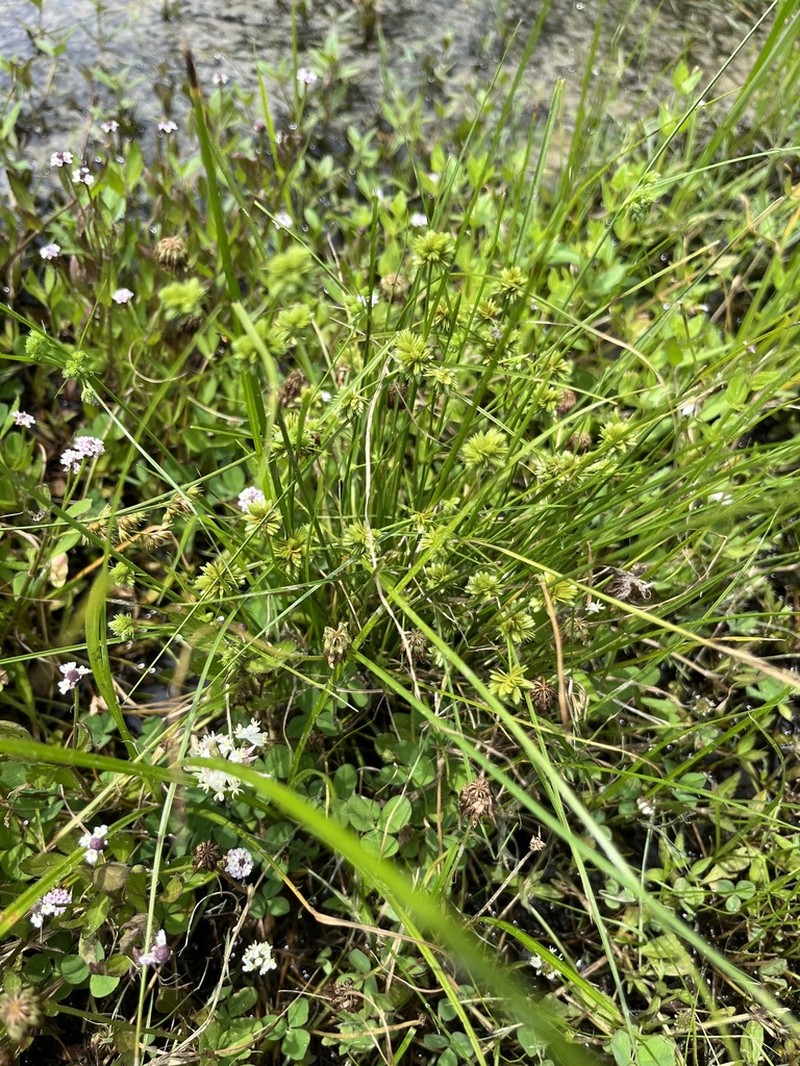 Tapertip Flatsedge photo 8