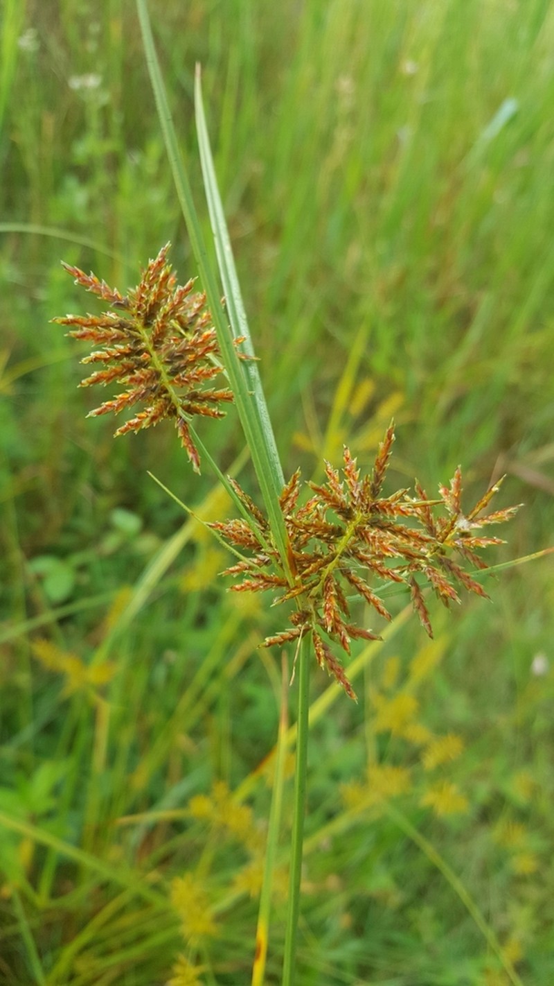 Spectacular Flatsedge