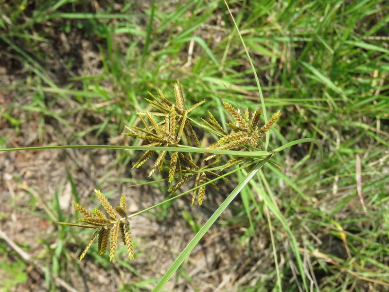 Spectacular Flatsedge photo 2