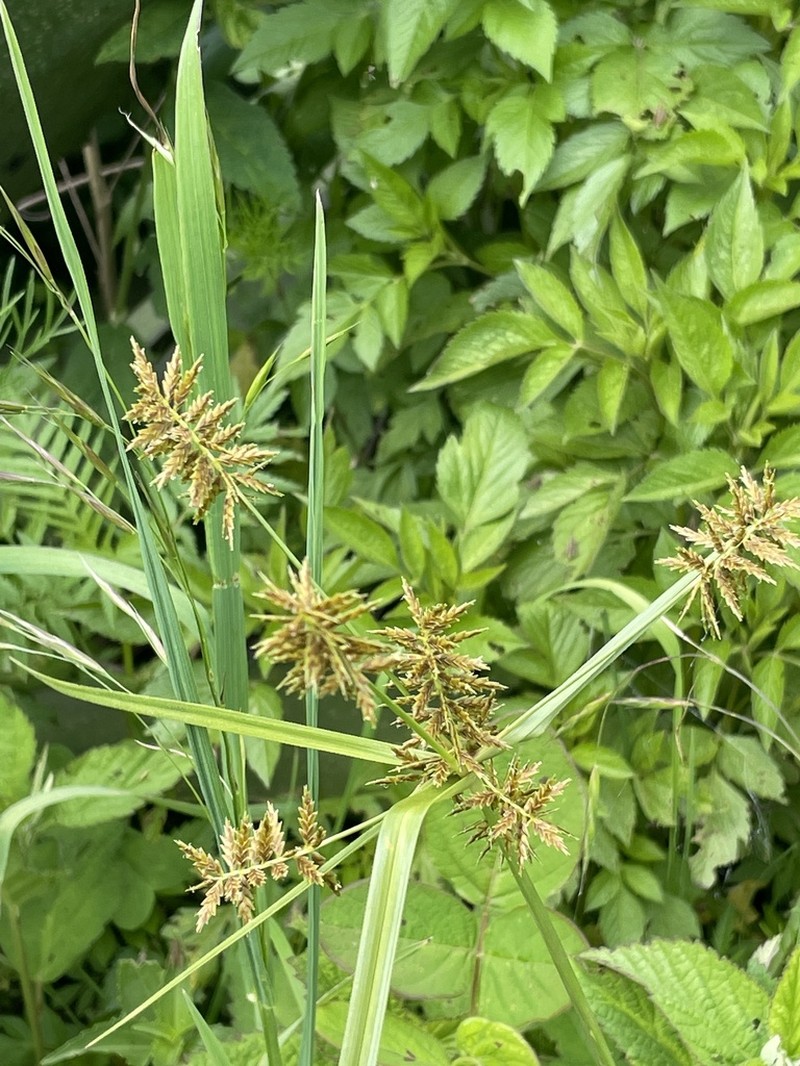 Spectacular Flatsedge photo 3