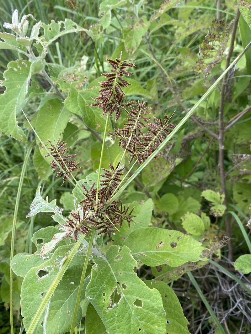 Spectacular Flatsedge photo 4