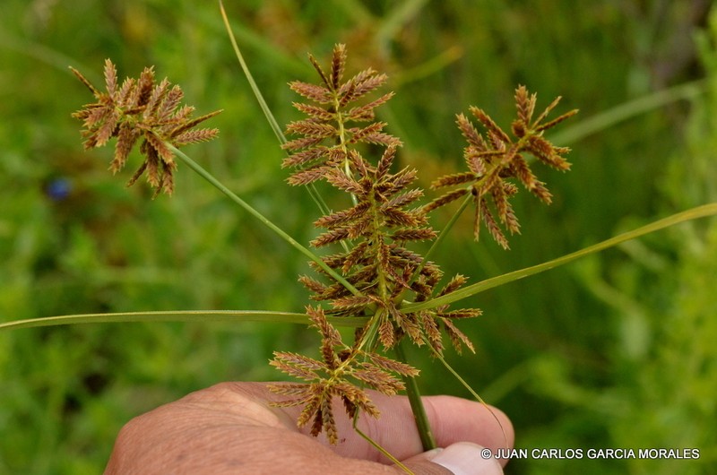 Spectacular Flatsedge photo 5