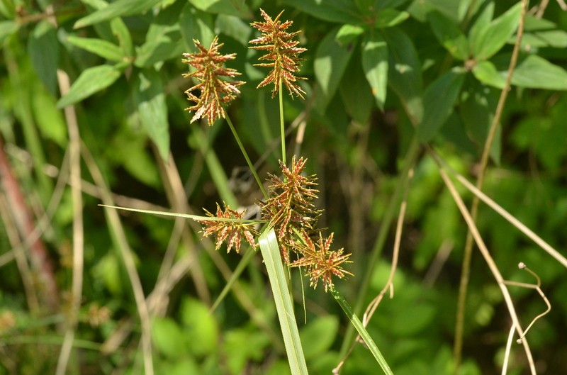 Spectacular Flatsedge photo 6