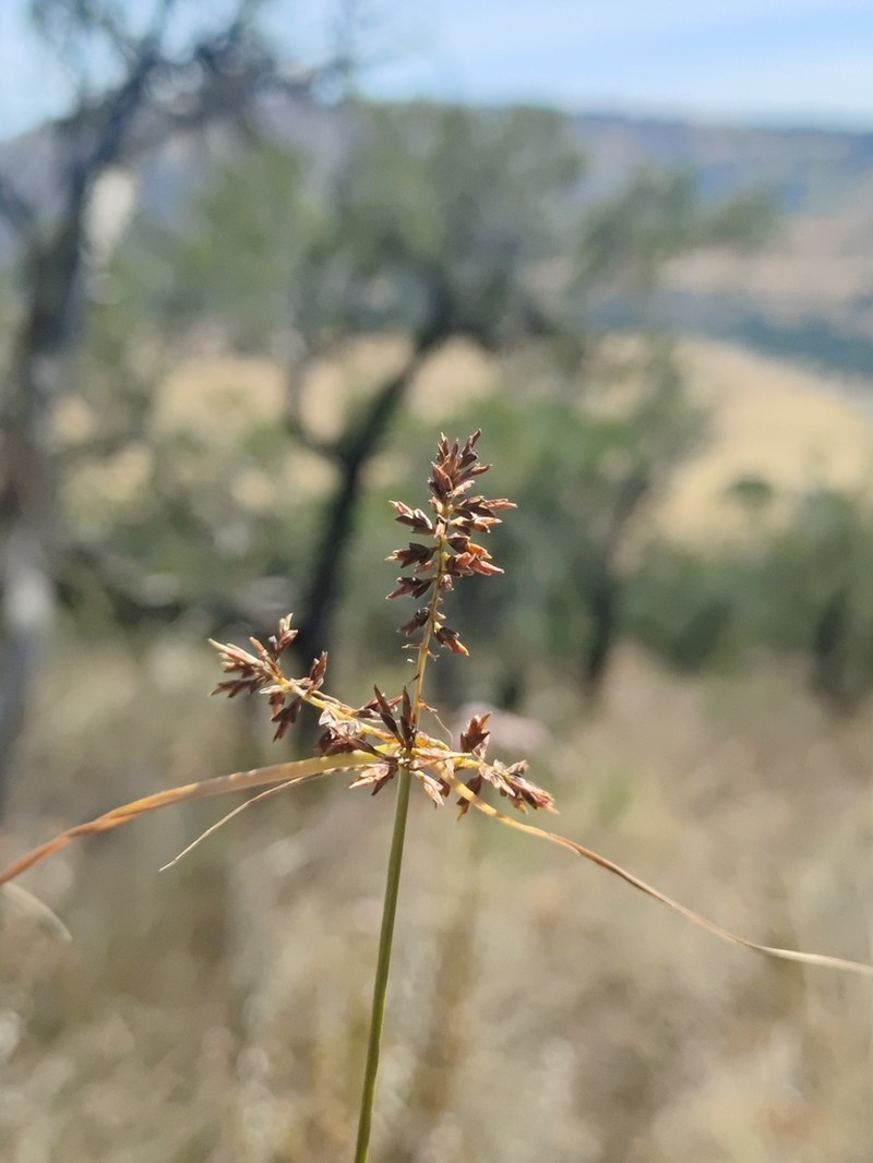 Spectacular Flatsedge photo 7