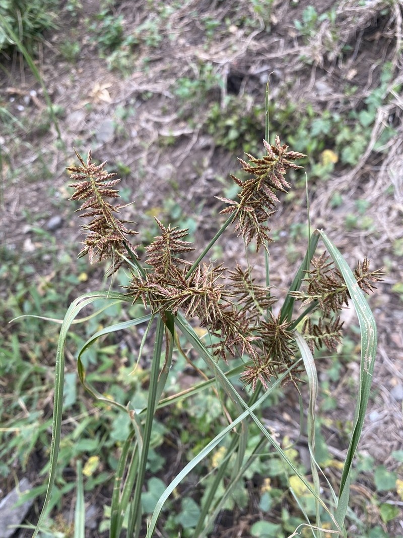 Spectacular Flatsedge photo 8