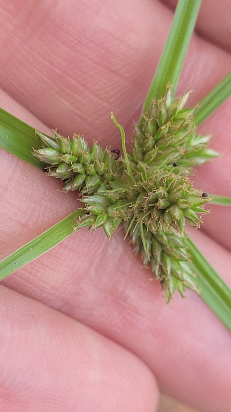Inflatedscale Flatsedge