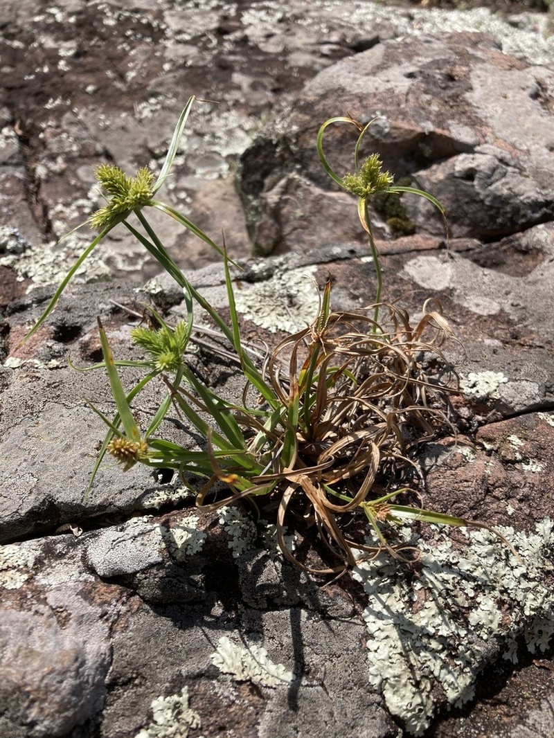 Inflatedscale Flatsedge photo 2