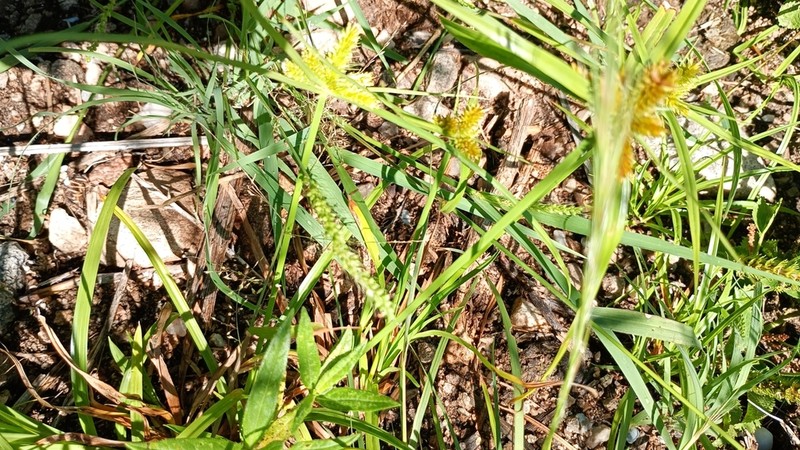 Inflatedscale Flatsedge photo 4