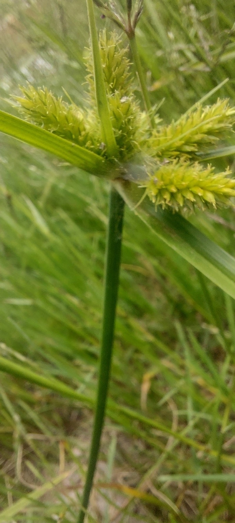 Inflatedscale Flatsedge photo 5