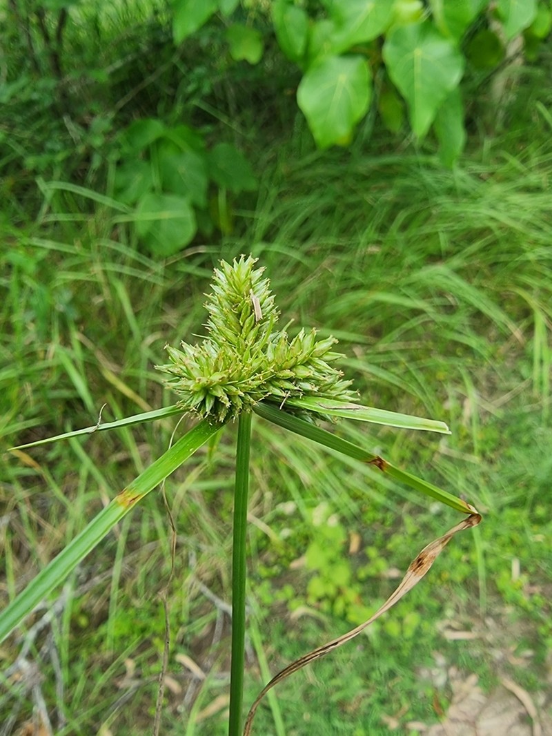 Inflatedscale Flatsedge photo 6