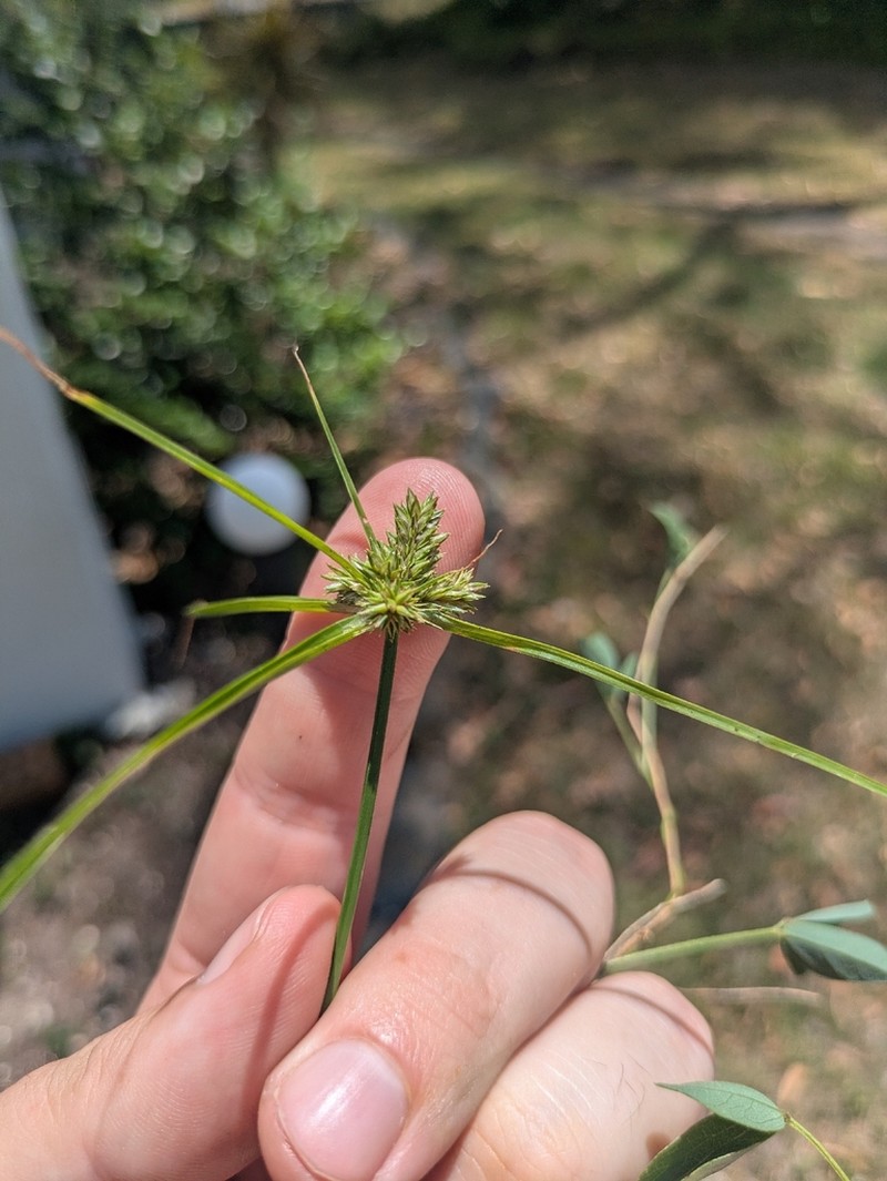 Inflatedscale Flatsedge photo 7