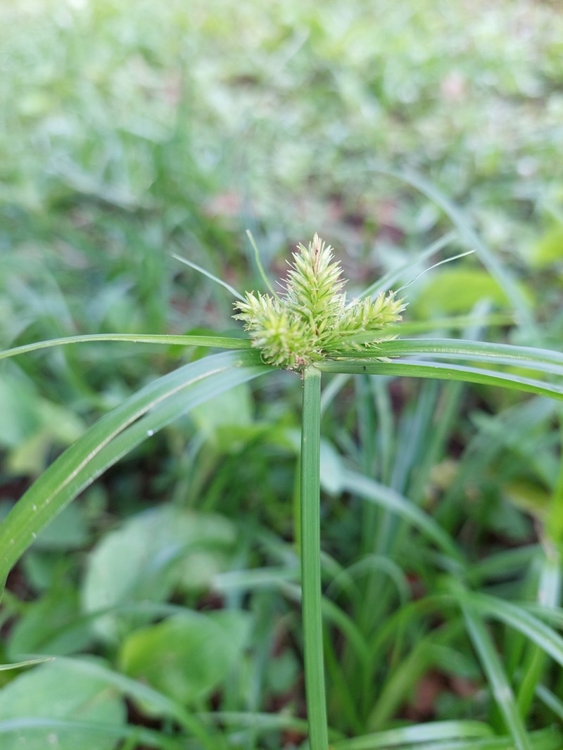 Inflatedscale Flatsedge photo 8