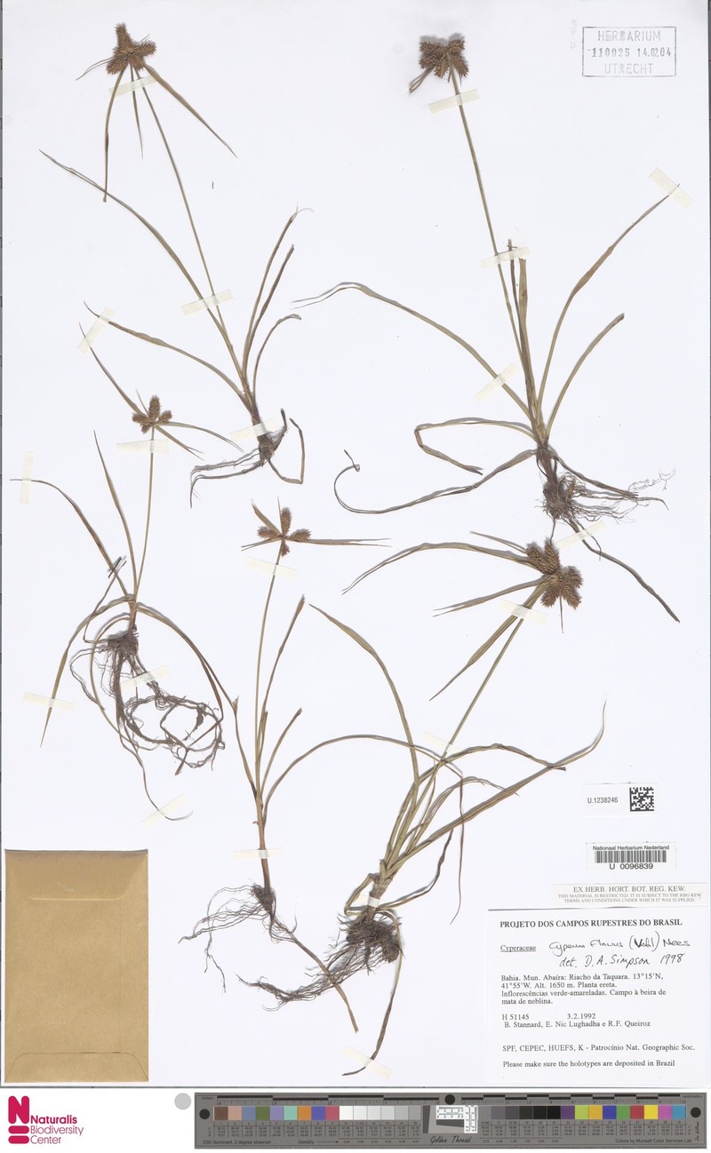 Cyperus aggregatus var. aggregatus