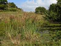 Foxtail Flatsedge