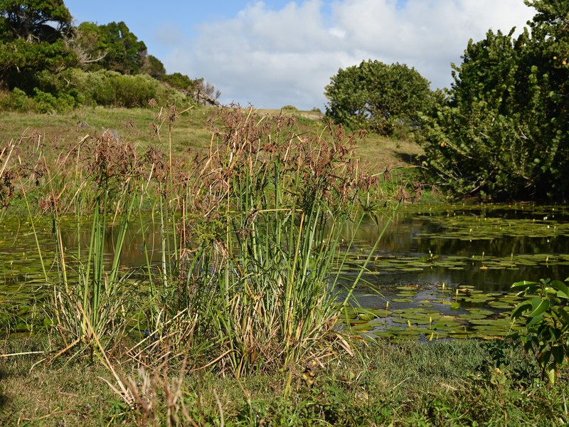 Foxtail Flatsedge