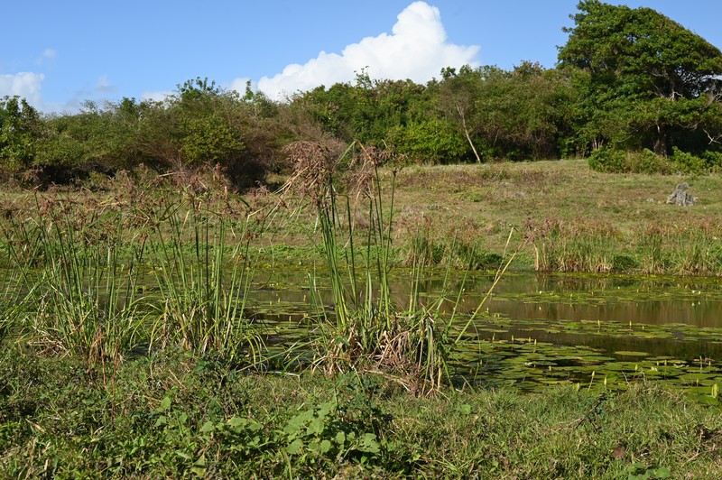 Foxtail Flatsedge photo 3