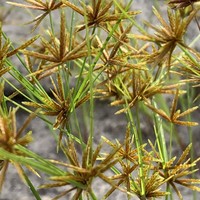 Foothill Flatsedge