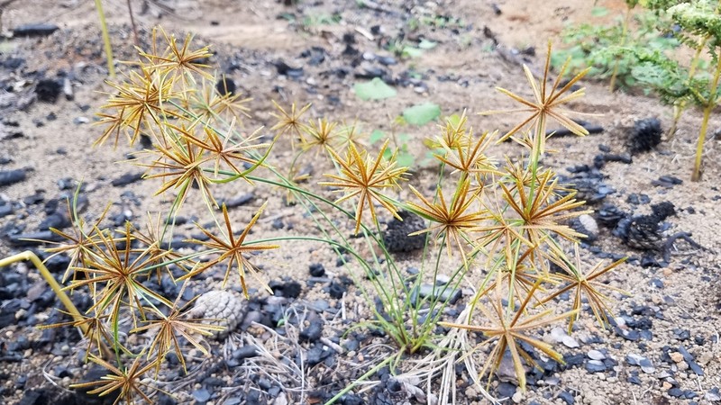 Foothill Flatsedge photo 2