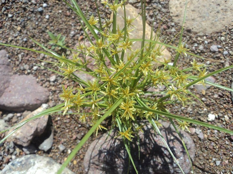 Foothill Flatsedge photo 3