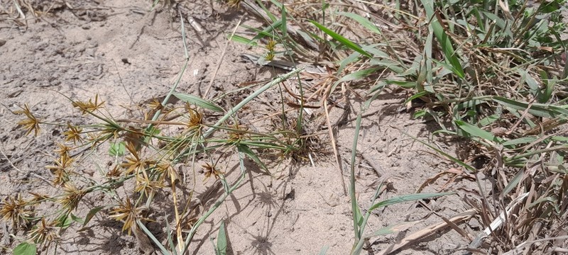 Foothill Flatsedge photo 4