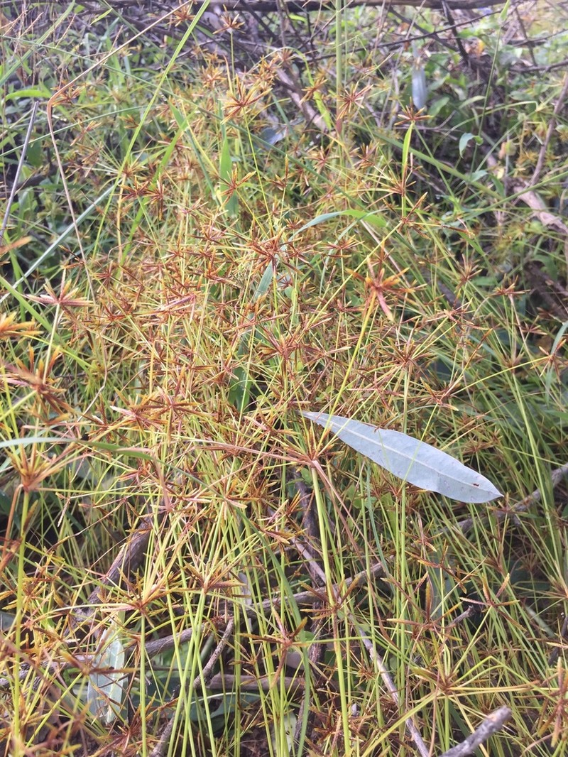 Foothill Flatsedge photo 6