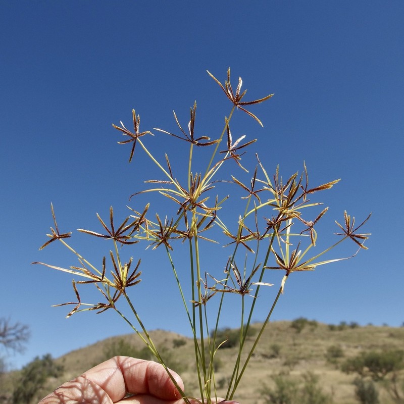 Foothill Flatsedge photo 7