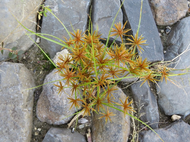 Foothill Flatsedge photo 8