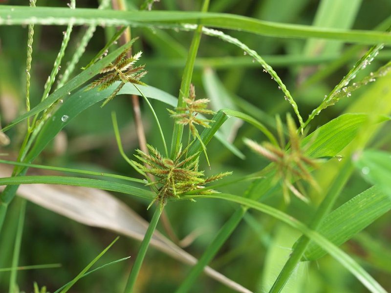 Asian Flatsedge