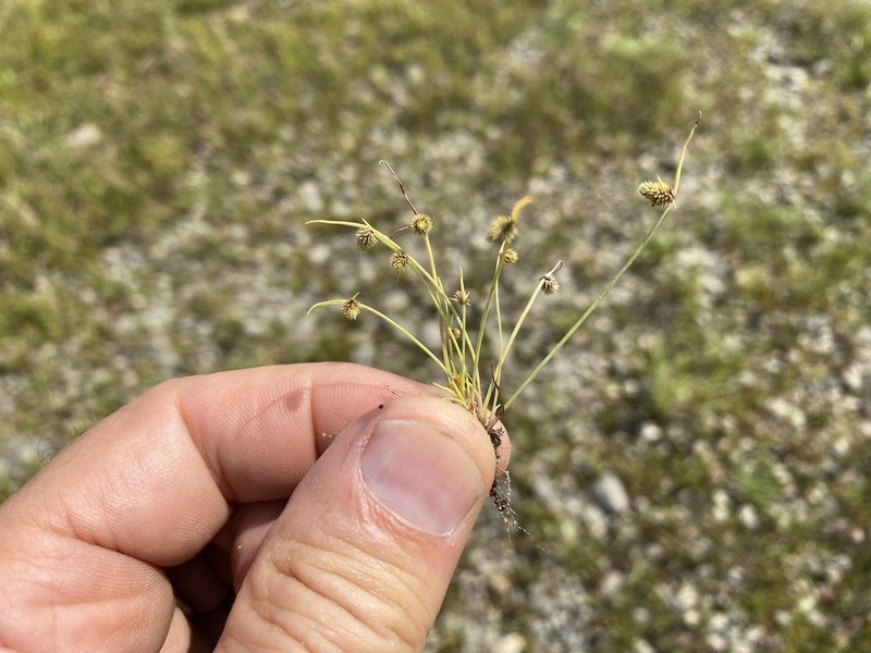 Awned Halfchaff Sedge