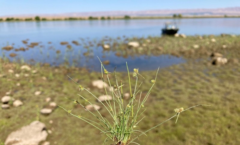 Awned Halfchaff Sedge photo 2