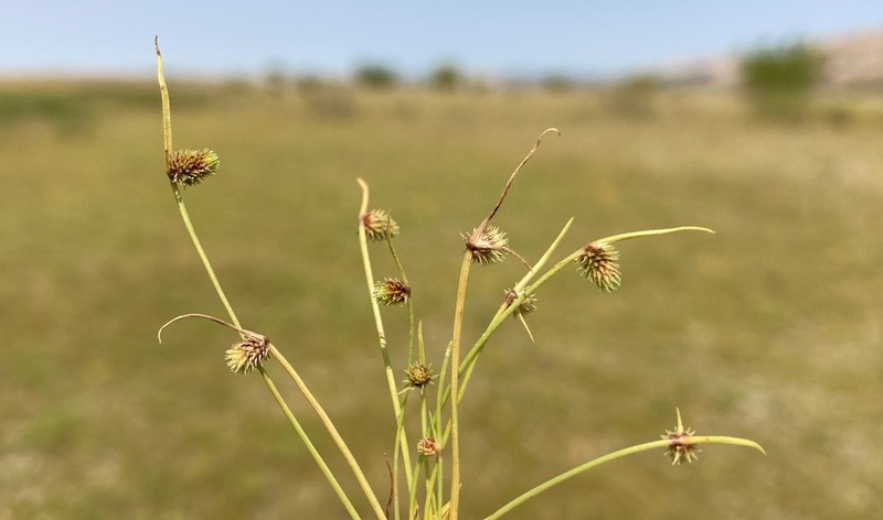 Awned Halfchaff Sedge photo 4