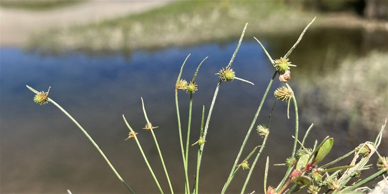 Awned Halfchaff Sedge photo 5