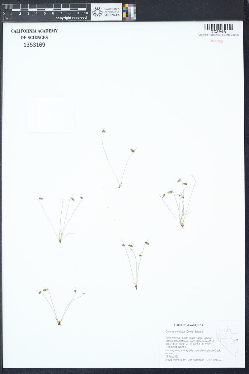 Awned Halfchaff Sedge photo 6