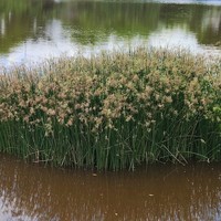 Jointed Flatsedge