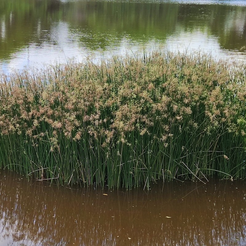 Jointed Flatsedge